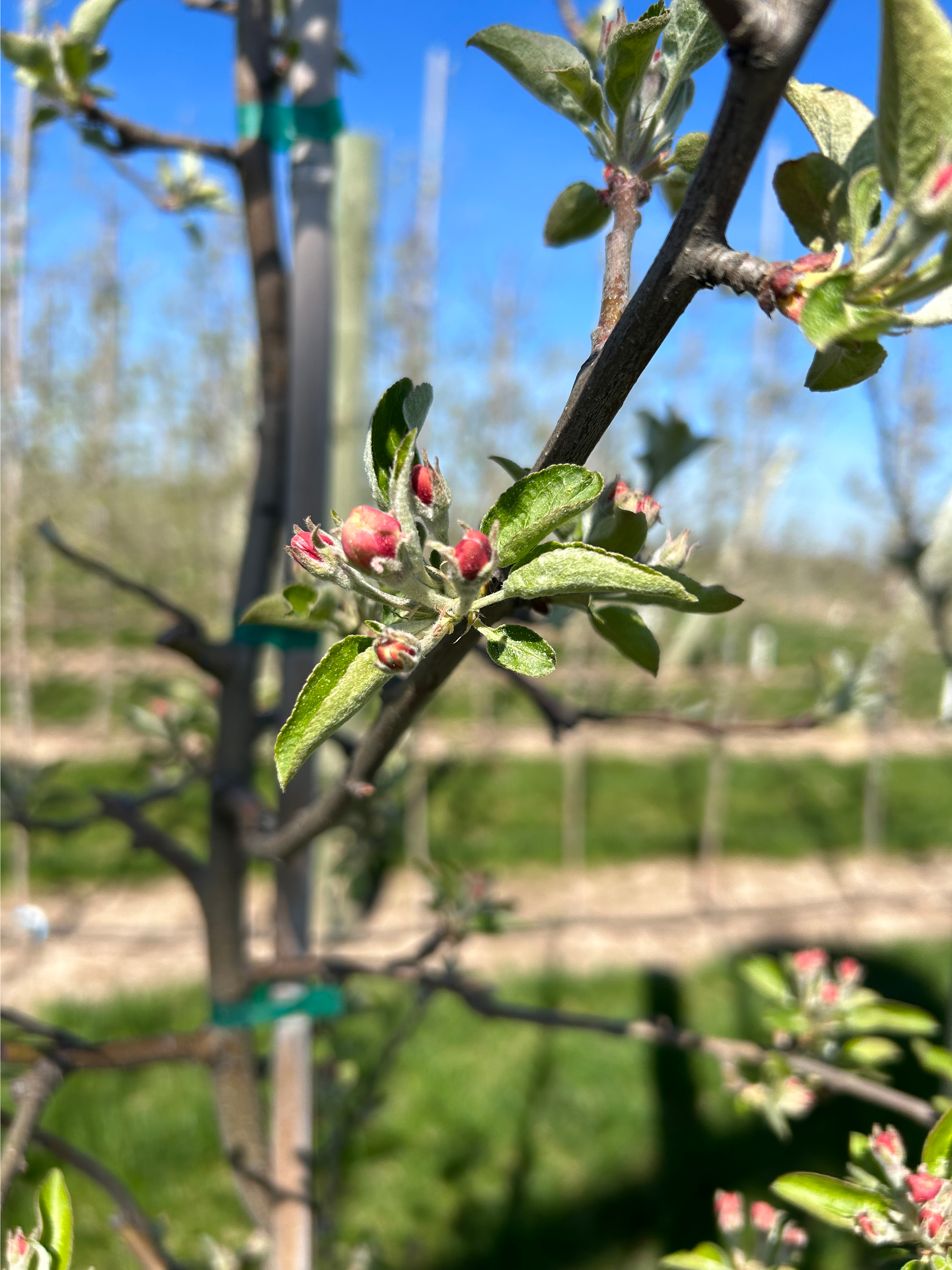 Honeycrisp apples blooming.